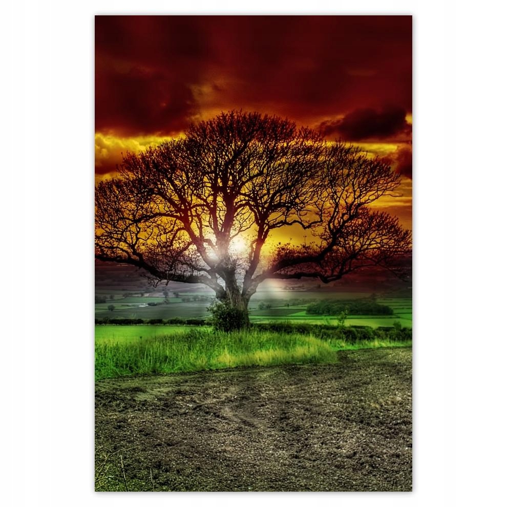 

Plakat Naklejka 40x60 Magiczne drzewo krajobraz
