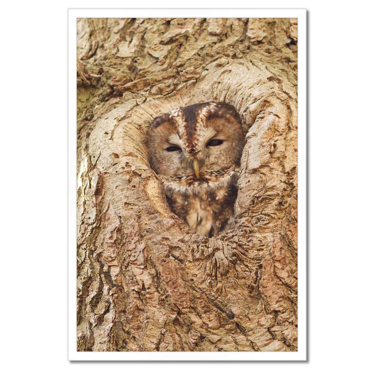 Plakáty v rámu 40x60 Sova
