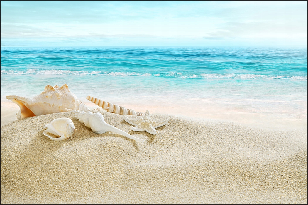 

Fototapeta 3D do salonu muszle plaża morze 180x270