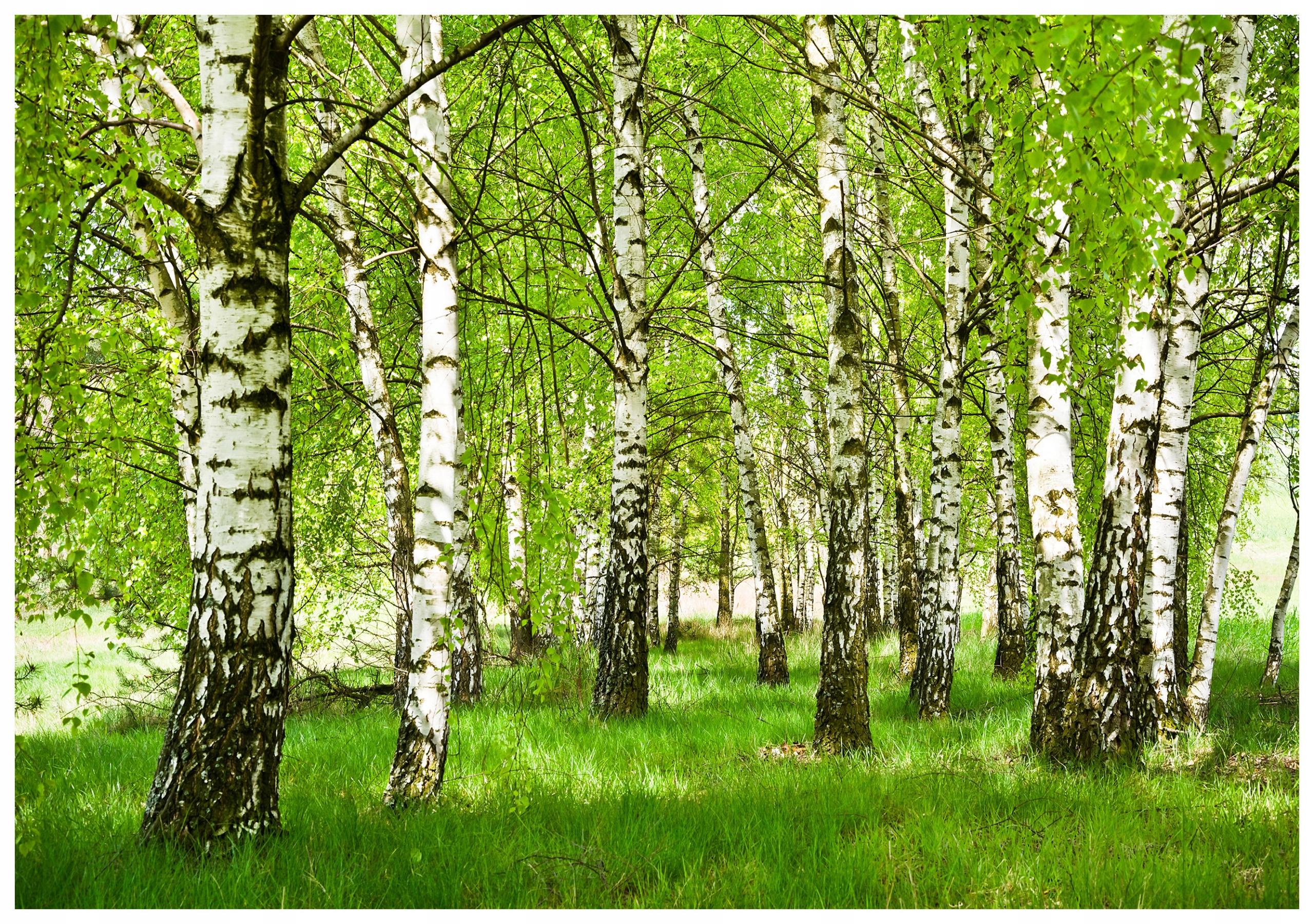 Fototapeta Břízový háj bílé břízy jarní les 254x184 vinylová lepidlo