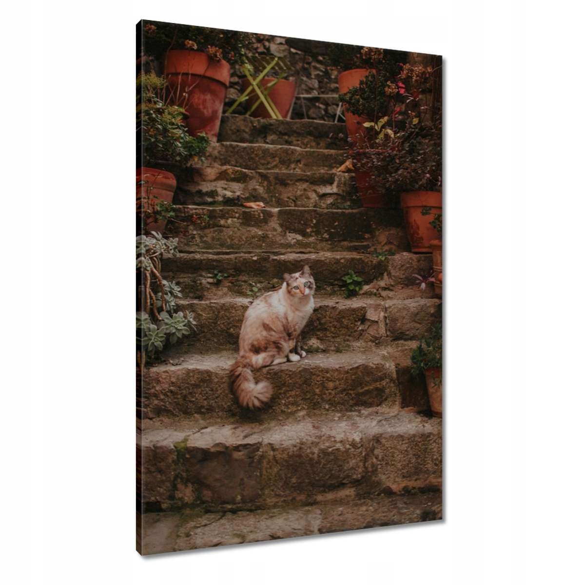 Obrazy 60x90 Kočka Kotě Kočičky Kočička