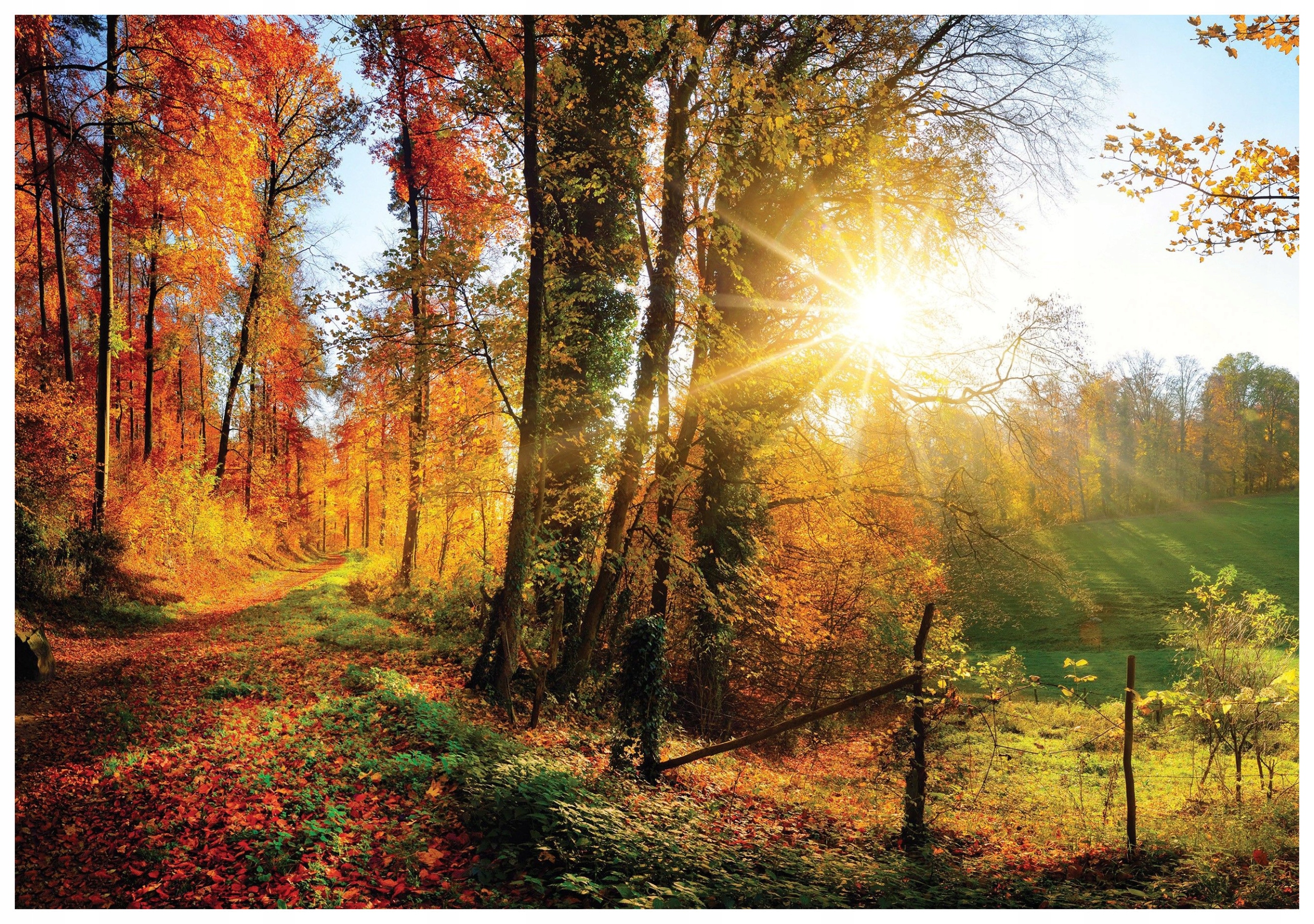 Vliesová fototapeta Podzimní alej les zlatý podzim barvy 416x254 lepidlo