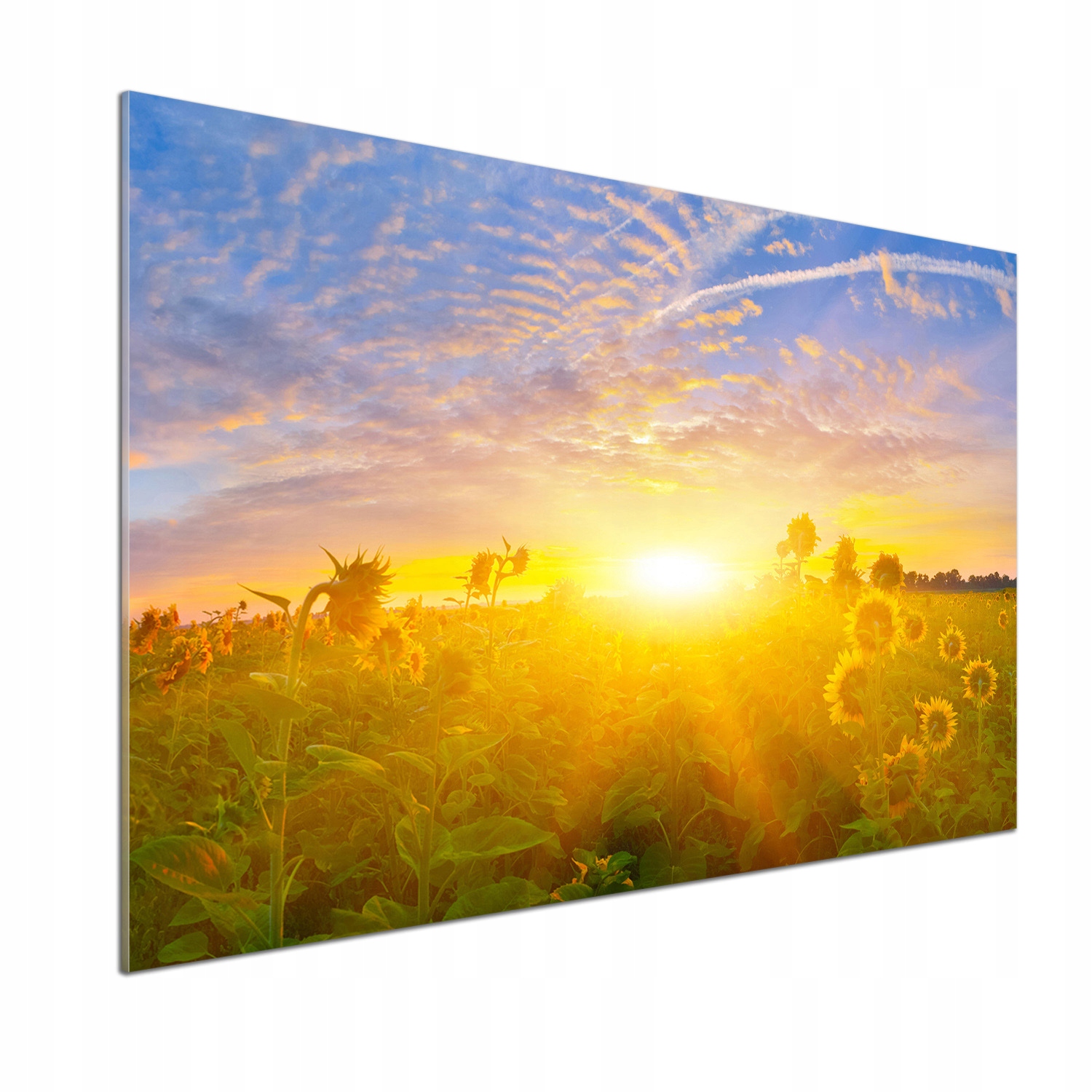 Panel do kuchyne Pole slnečníc 100 x 70 cm Lepidlo