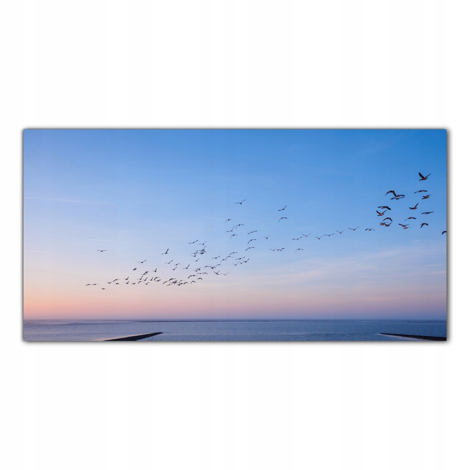 

Obraz Szklany Foto-obraz Ptaki Zwierzęta 120x60
