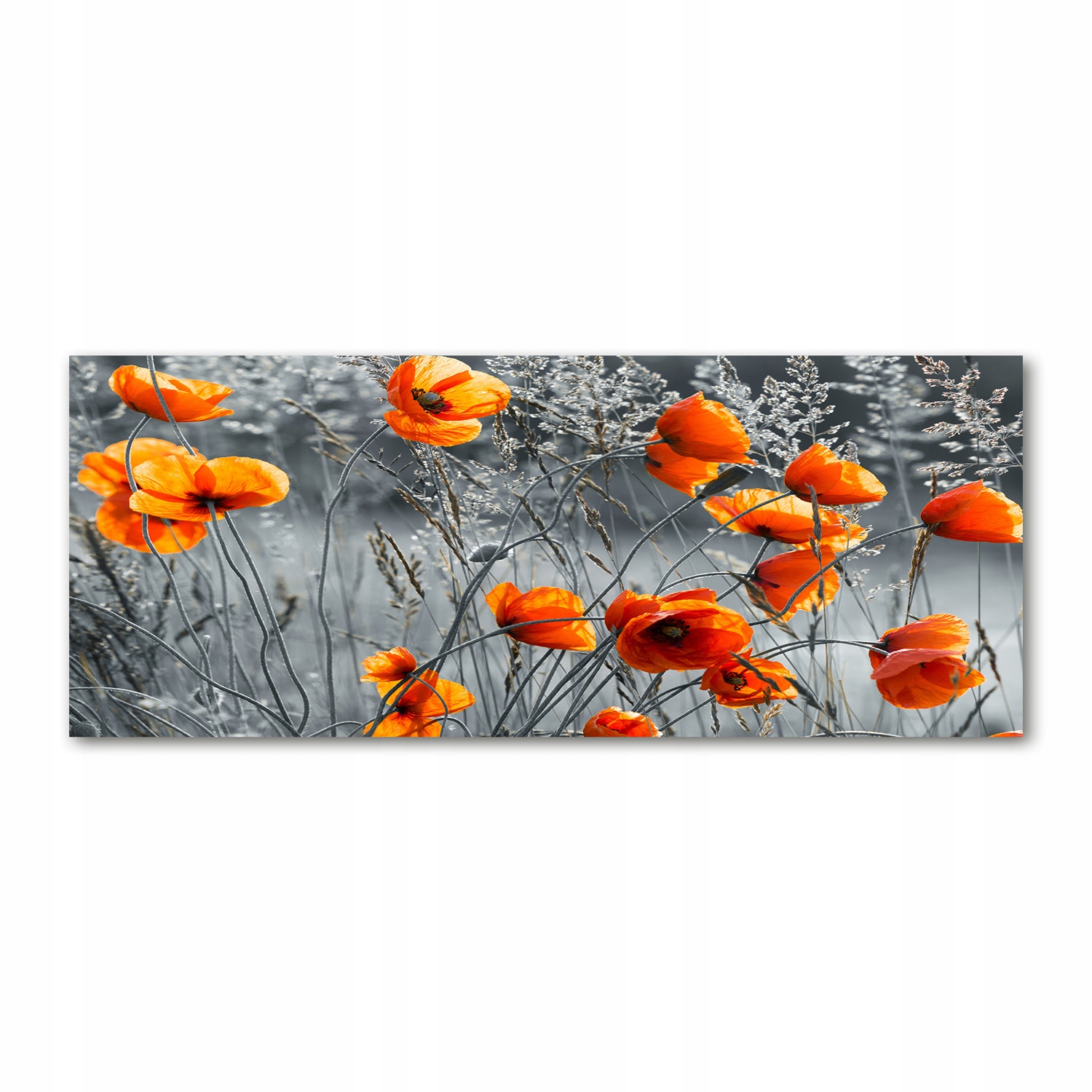 

Foto obraz akryl nowoczesny Polne maki 125x50 cm