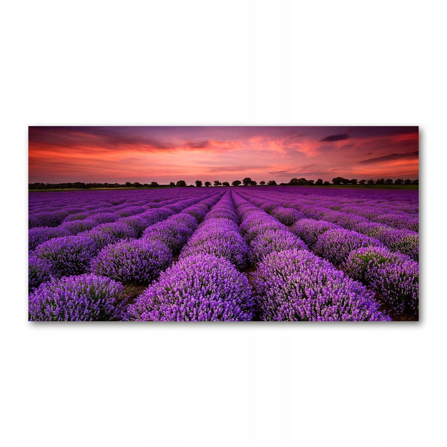 

Foto obraz akryl zdjęcie Pole lawendy 120X60 cm