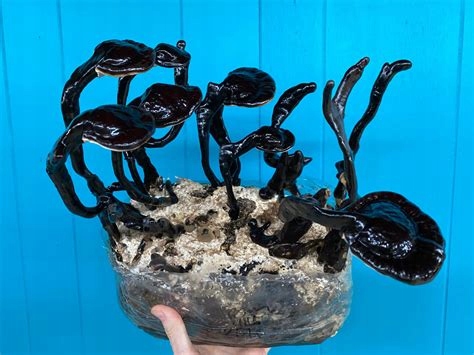 CZARNE REISHI - Grzybnia w płynie 10 ML - Ganoderma Sinense _ Lucky Forest EAN (GTIN) 5906750296111