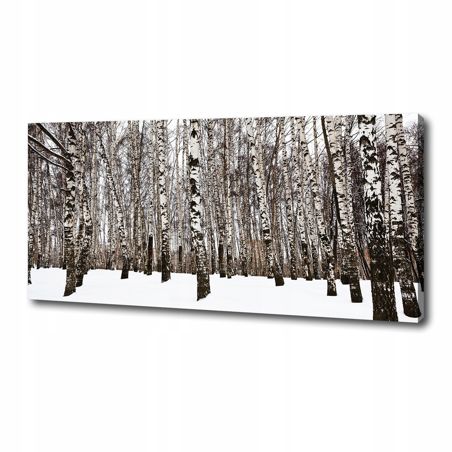 

Foto obraz canvas na ścianę Brzozy zimą 125x50 cm