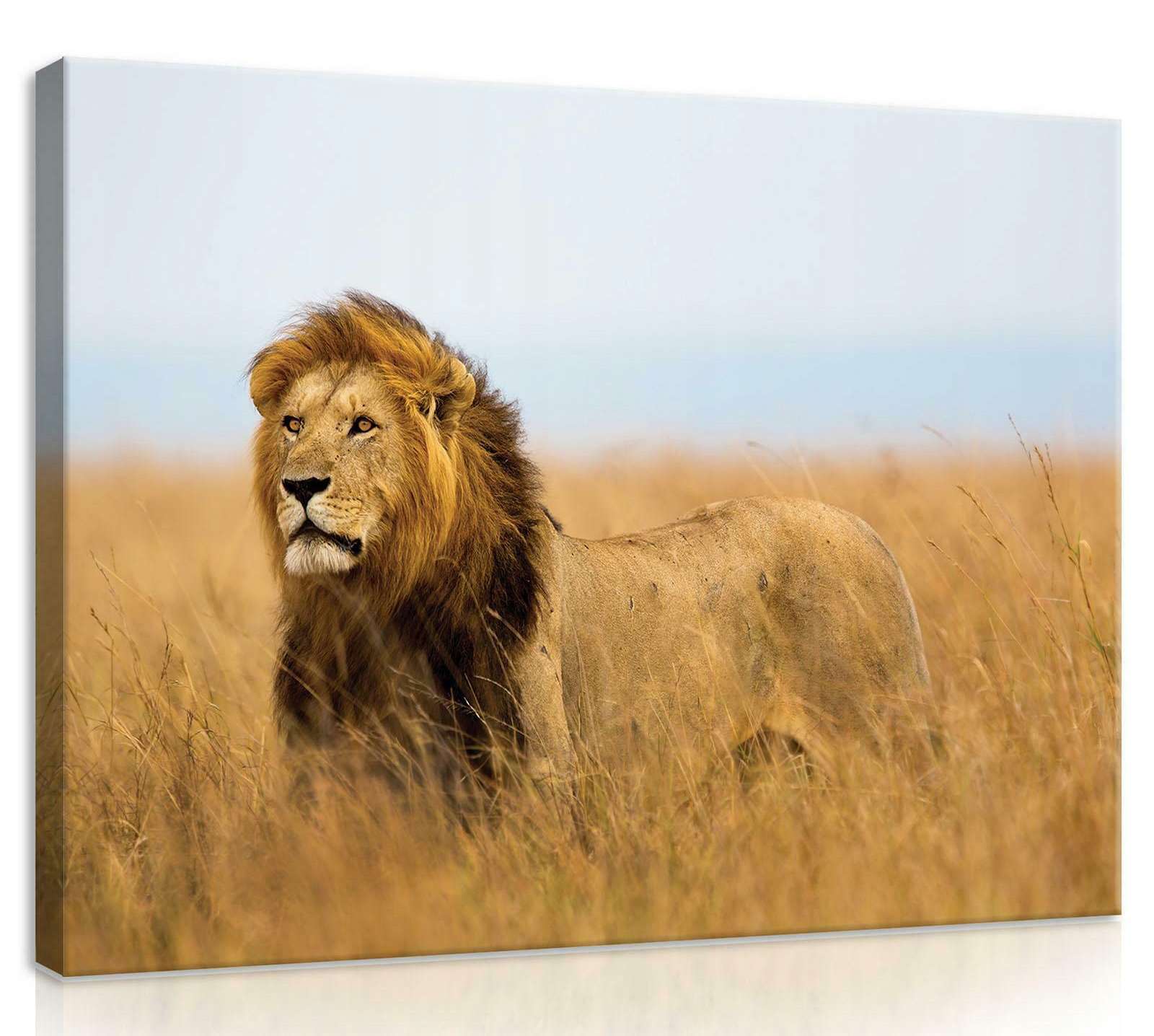 Obraz Na Plátně Canvas 100x75 Lev
