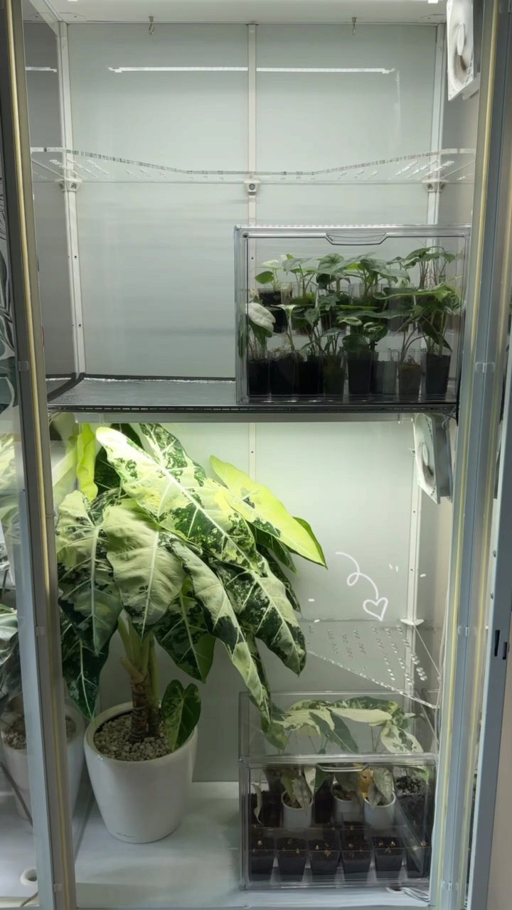 Milsbo Półki ZESTAW U i trójkątna roślinna witryna Kolekcja Milsbo