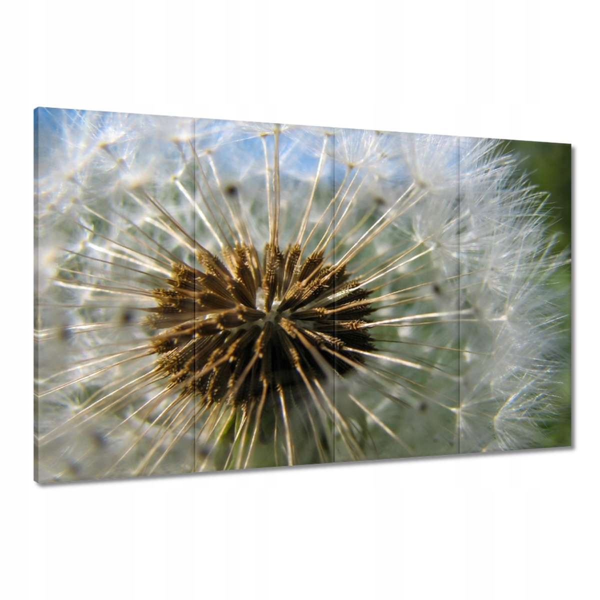 Obrazy 120x80 Pampeliška Květ Květiny