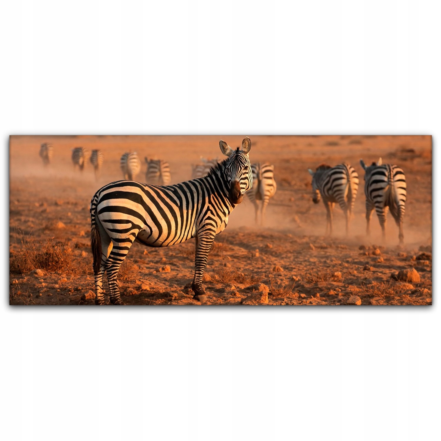 

Obraz canvas na ścianę 125x50 Park Narodowy Zebry