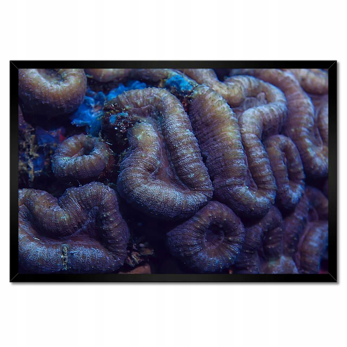 Plakáty v rámu 60x40 Divoká příroda v oceánu