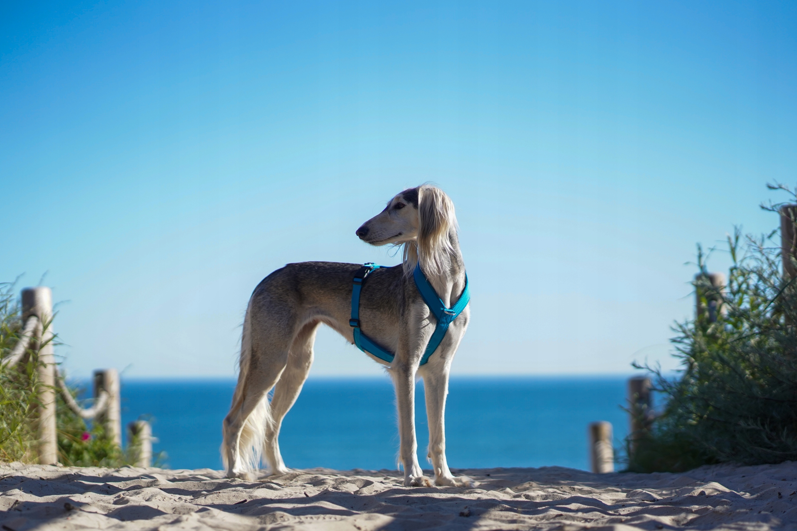 Levně Postroj pro italského chrtíka Comfort Mesh