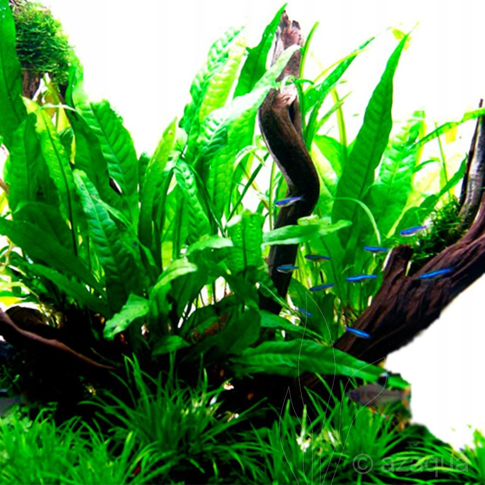 Microsorum pteropus (Mikrozorium oskrzydlone) - TROPICA (klips)
