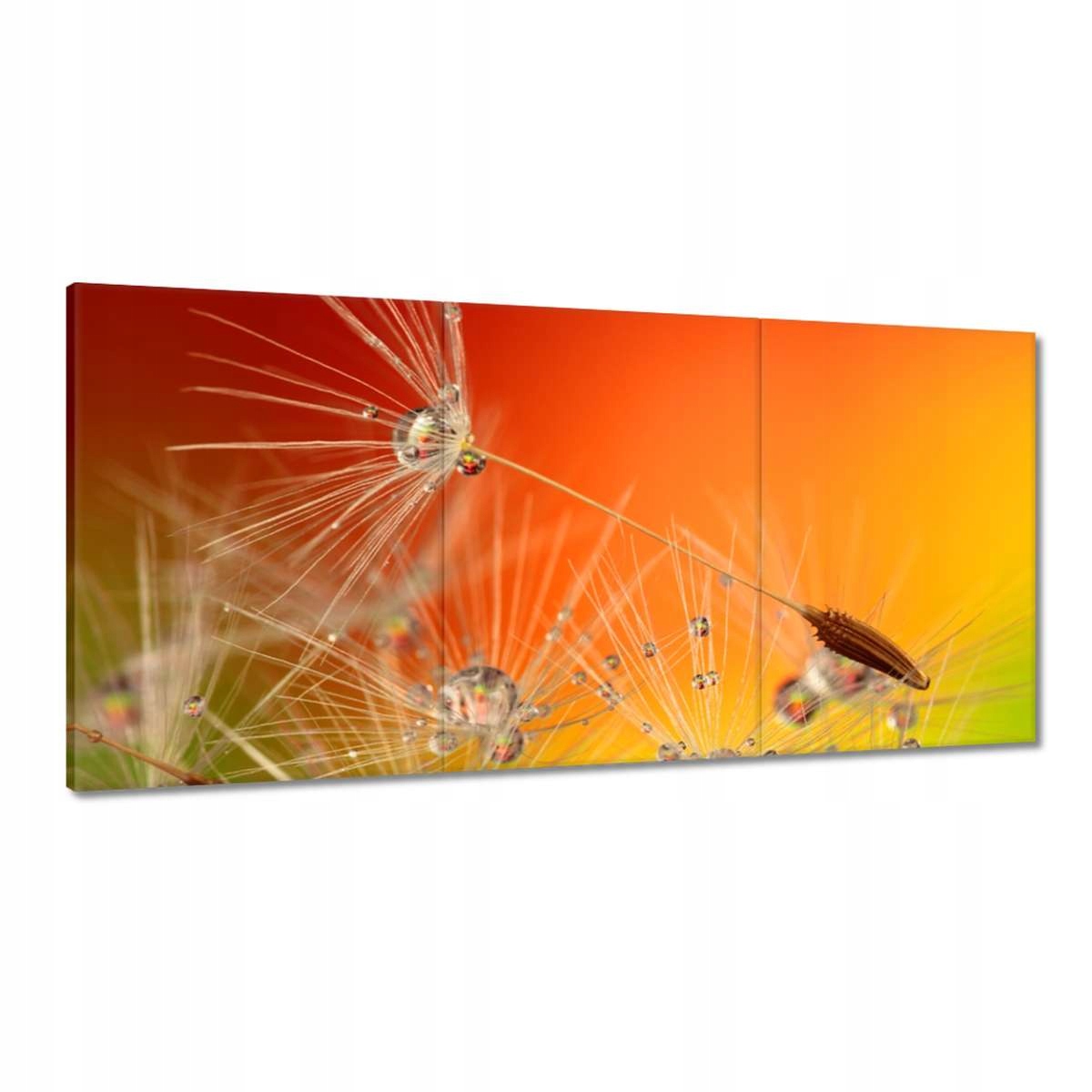 Obrazy 180x90 Púpava Kvet Kvety