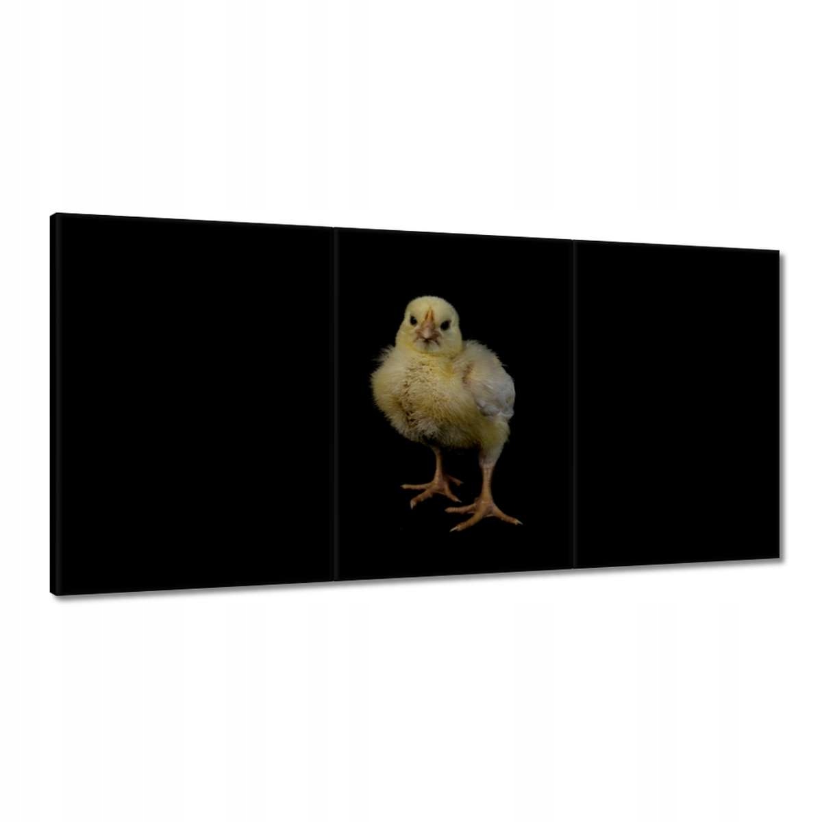 Obrazy 180x90 Malý žltý kurča