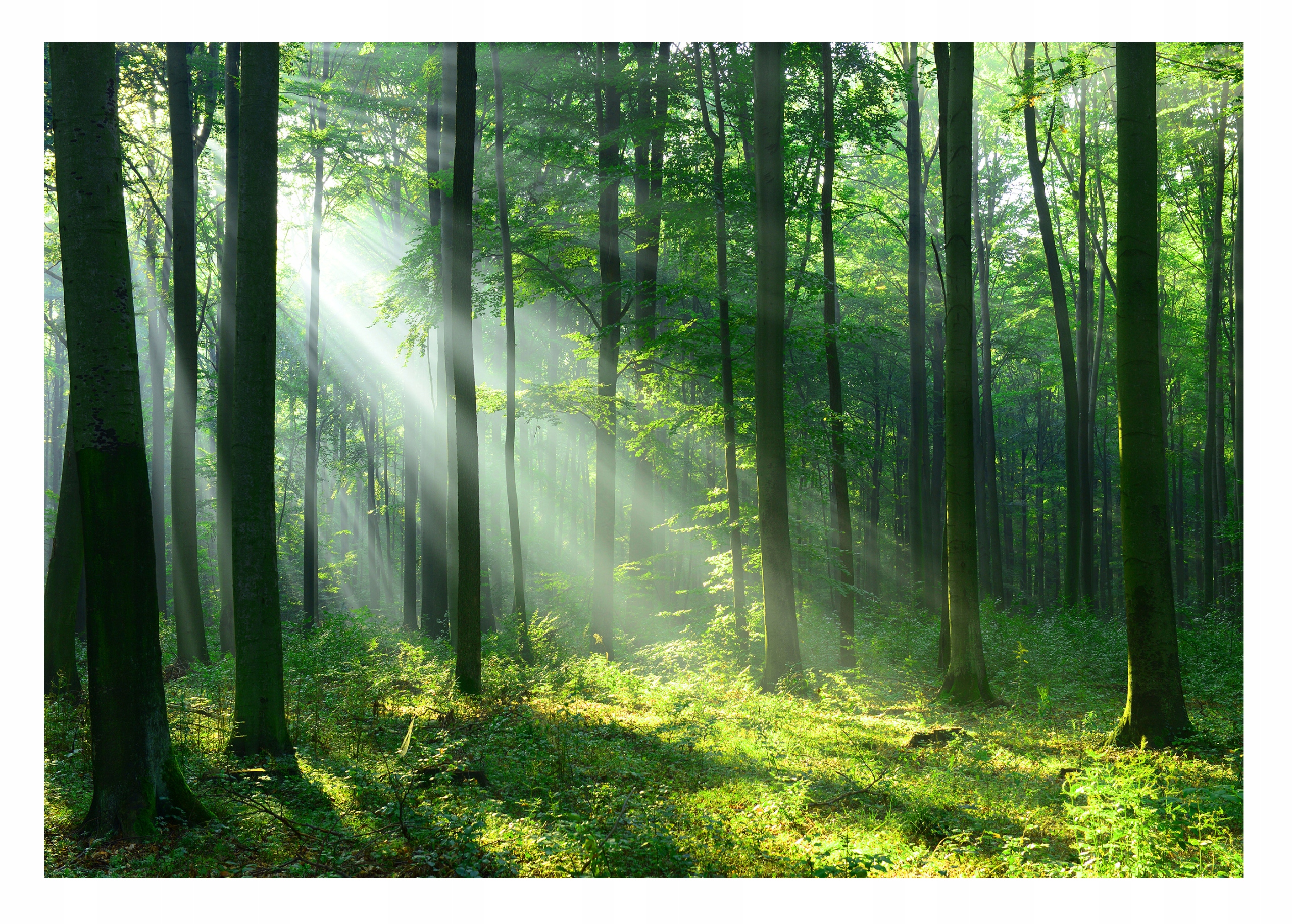 Fototapeta Les Stromy Príroda Na Flizeline Stena Spálňa 312x219