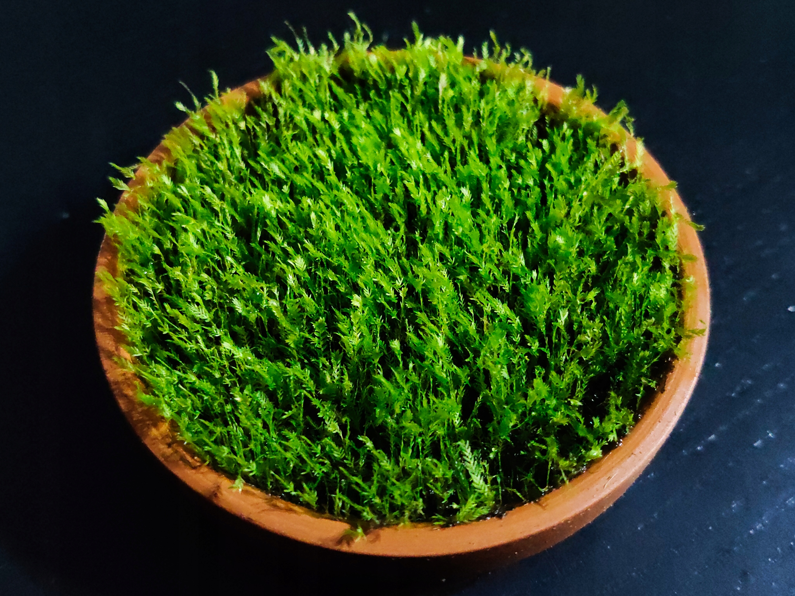 Fissidens Amaria Taruya - forma emersyjna 40