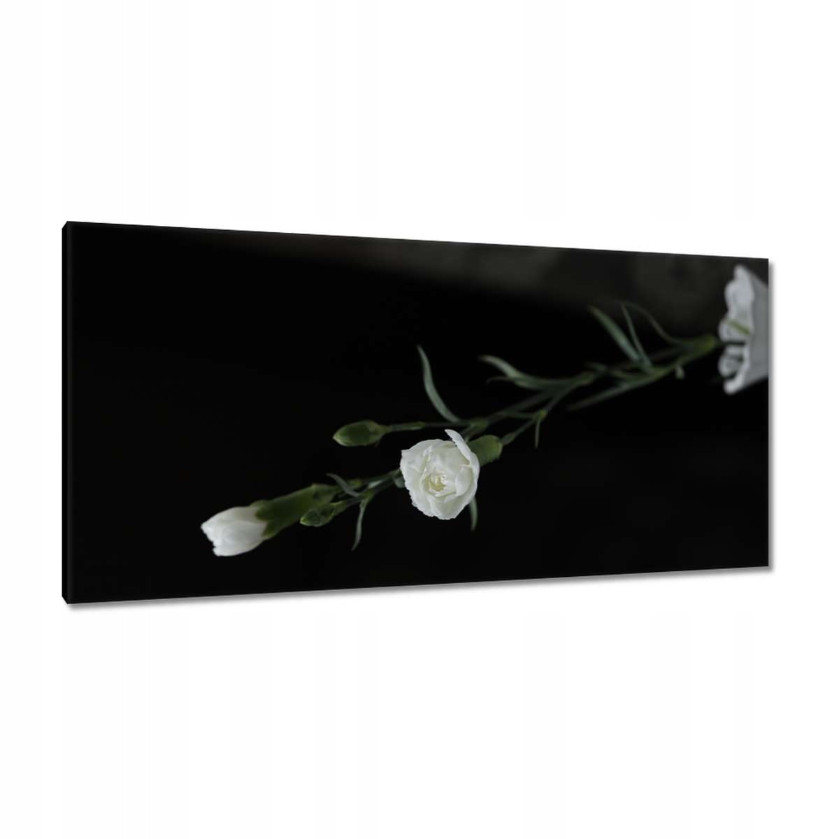 Obrazy 115x55 Bílé květy karafiátu