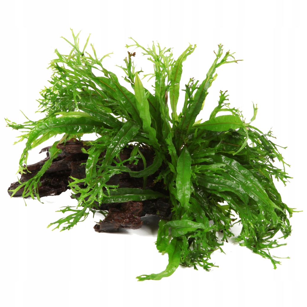 Microsorum pteropus Windelov na korzeniu - TROPICA