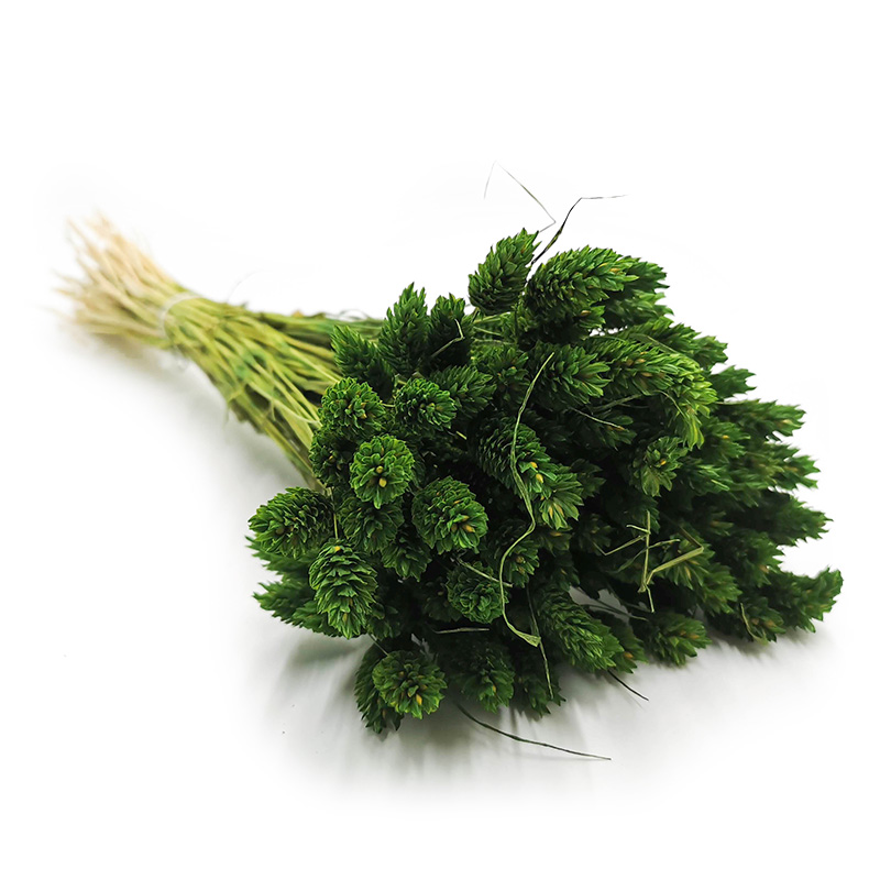 

Phalaris Butelkowy Mozga kanaryjska, kanar, boho