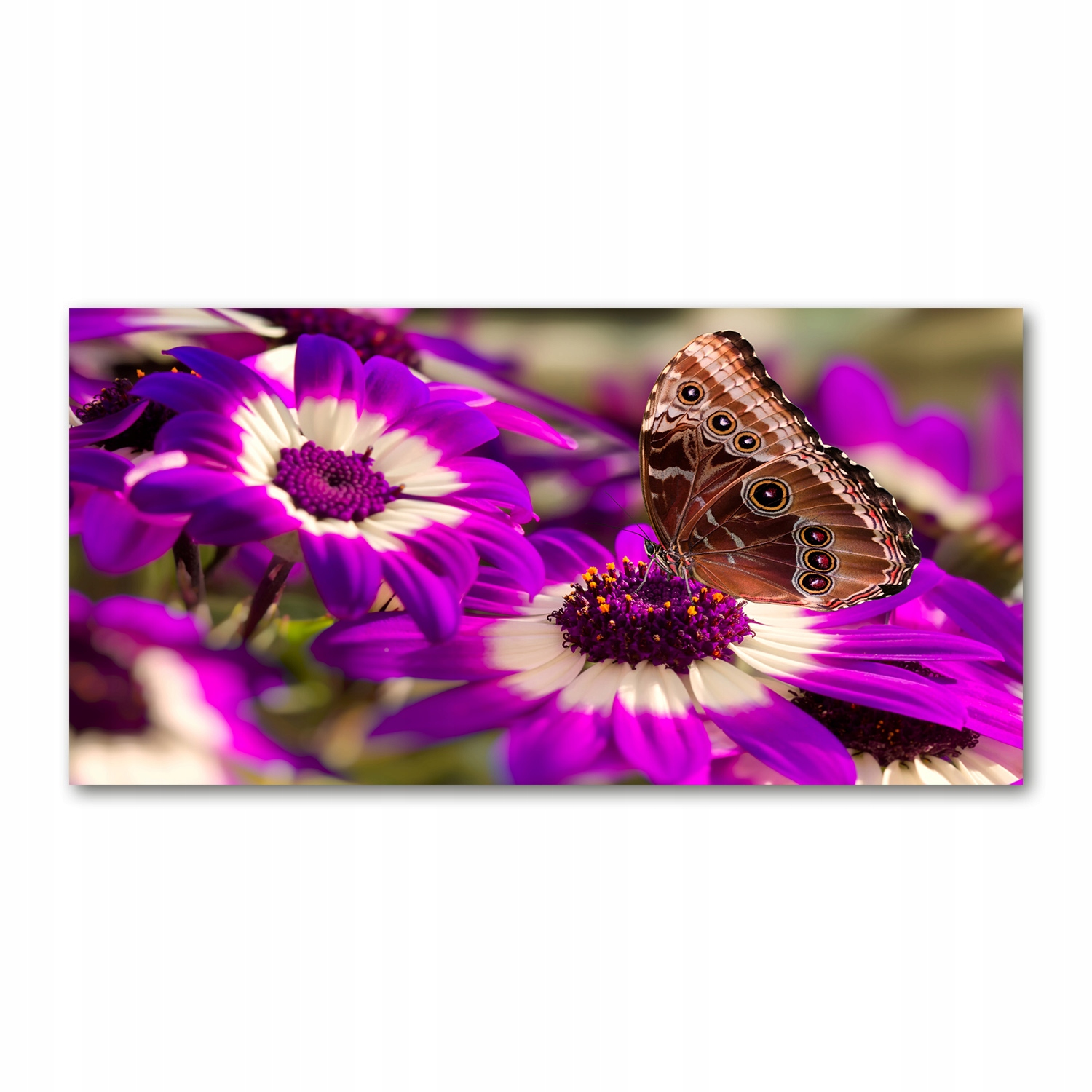 

Foto obraz duży akrylowy Motyl na kwiatku 140x70cm