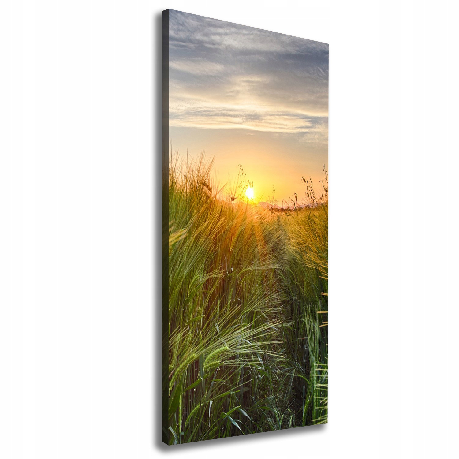 

Foto obraz canvas na ramie Pole pszenicy 50x125 cm