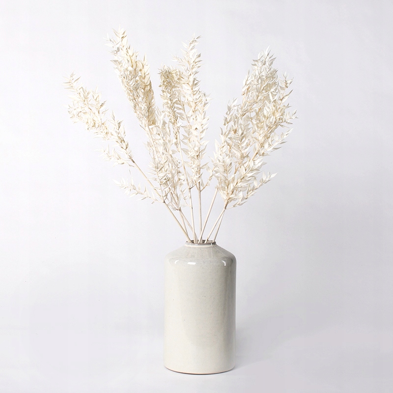 

Ruscus bielony suszony Miła Odmiana