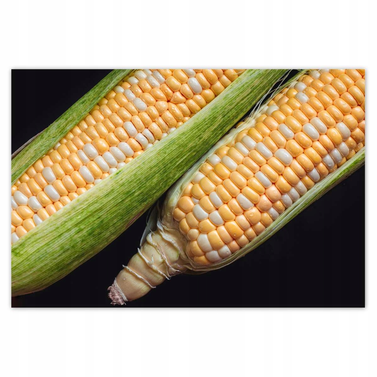 Plakáty 200x135 Dvě kukuřičné klasy