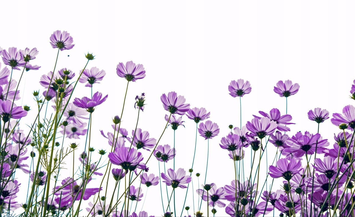 

Fototapeta Flizelinowa Kwiaty kosmos 416x254