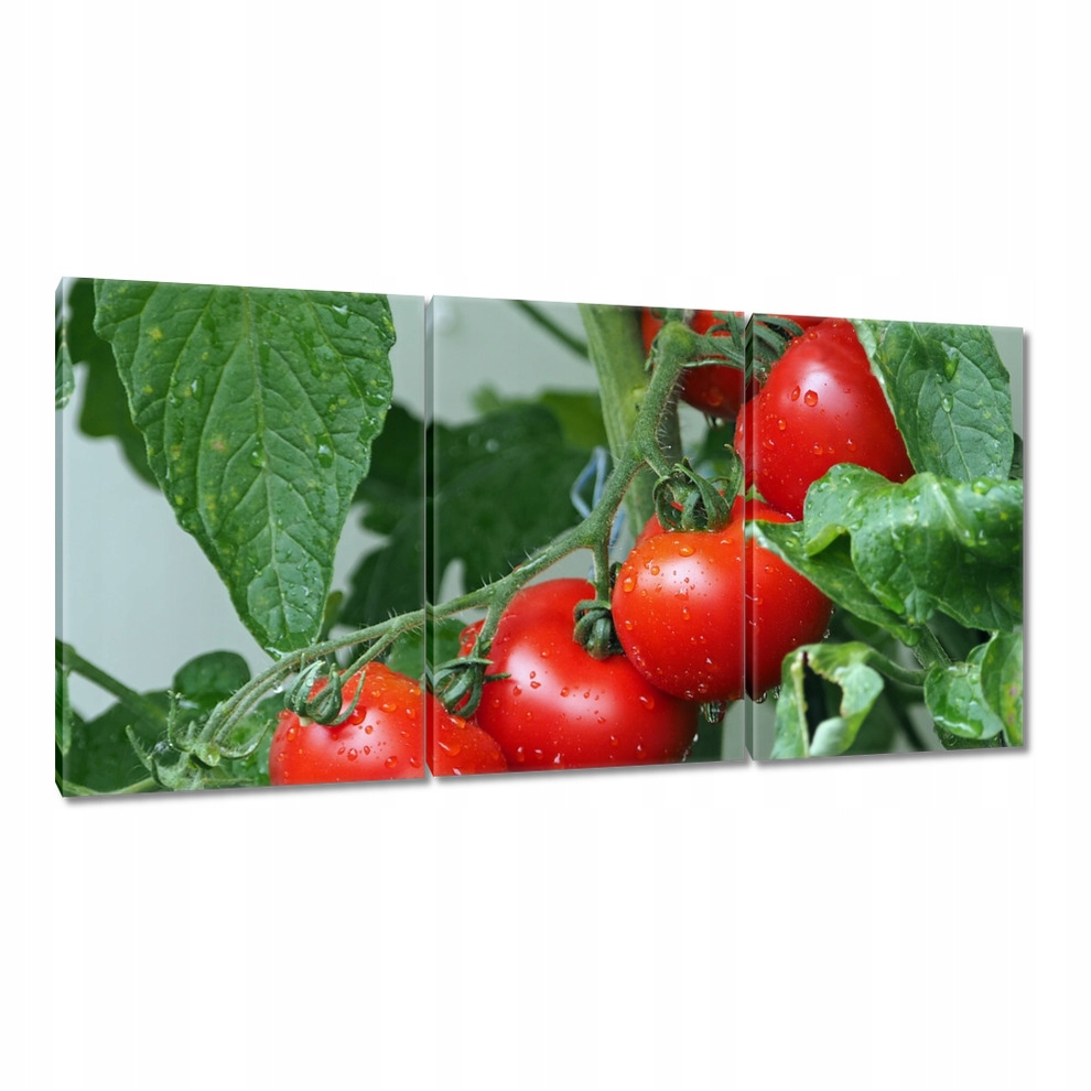 

Obrazy 120x60 Kuchenne Obrazy Rewolucje