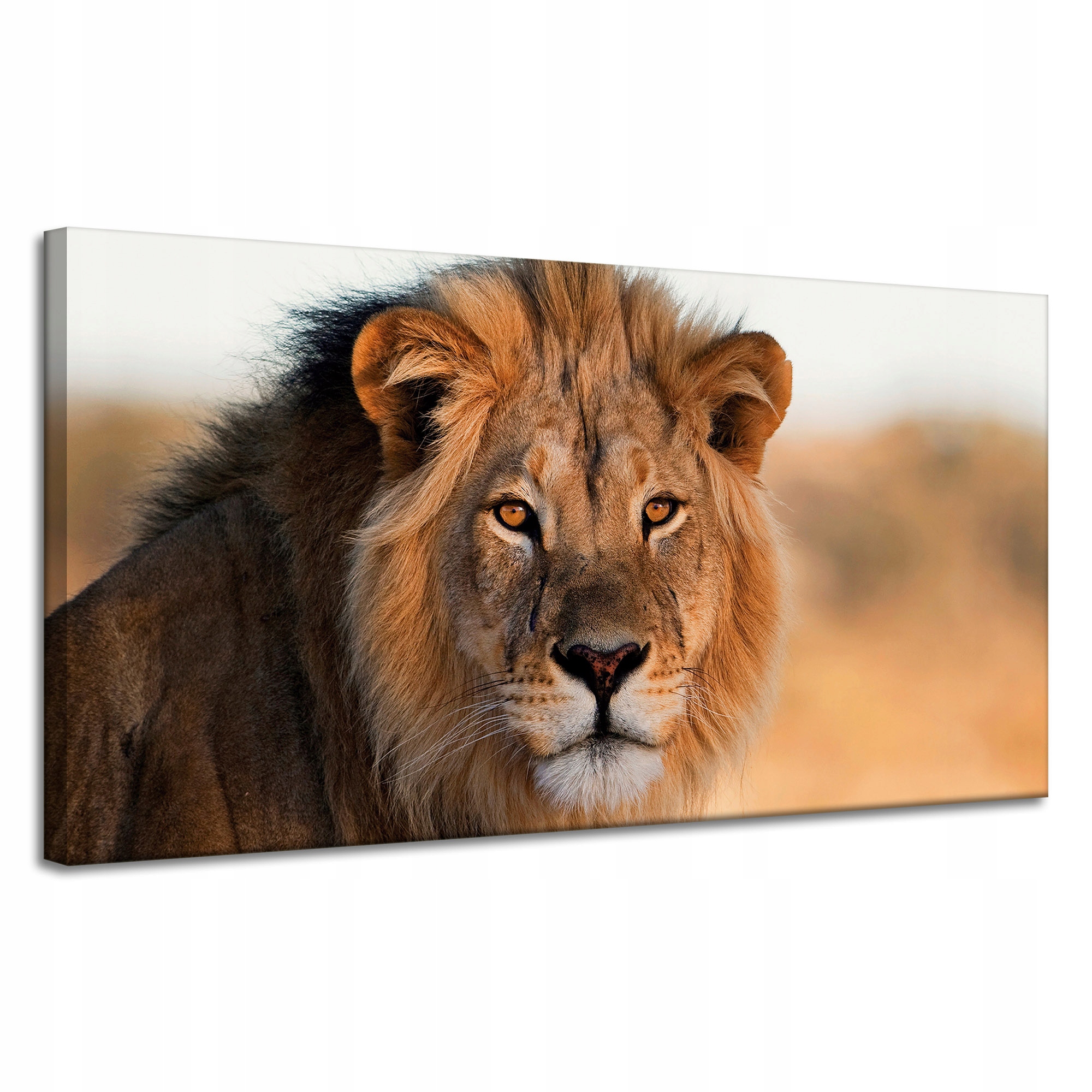 Obraz na plátně Tvář lva v záři Slunce 120x60 cm Ideální jako dárek