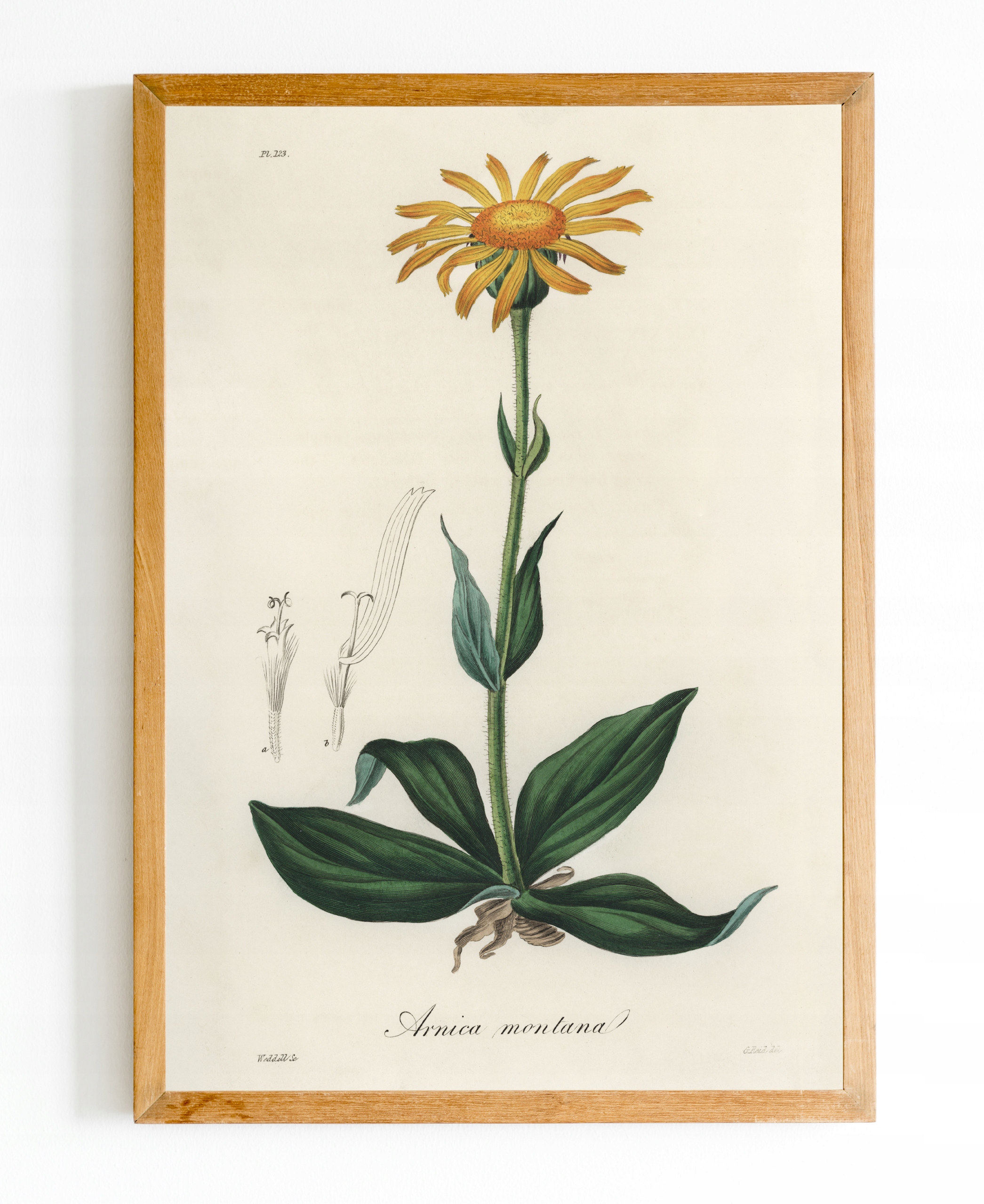

Obraz plakat Botanik Botanical Rośliny A4 #bn05