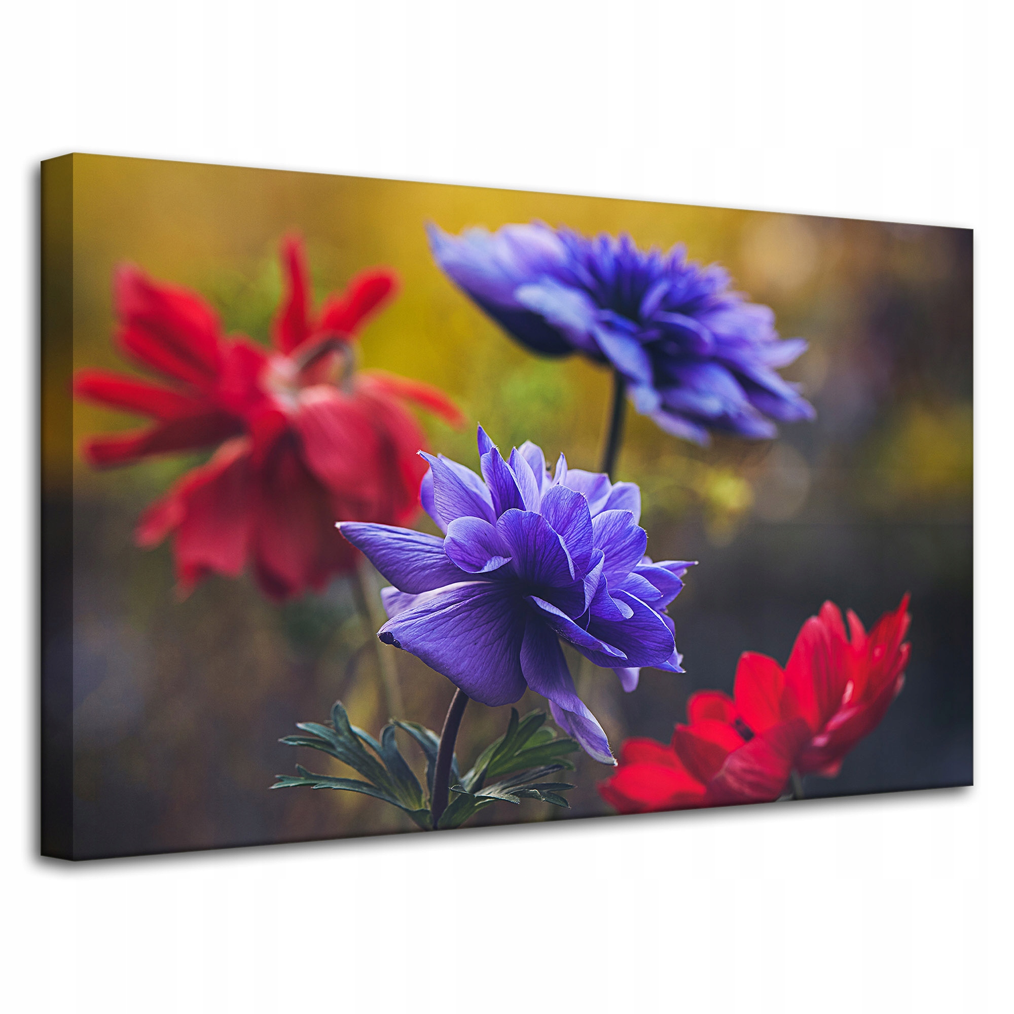 Obraz Canvas Botanika Květiny Krvavý Fialový 80x50