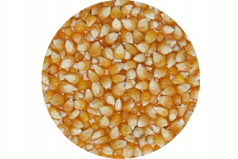 Popcorn Ziarno Kukurydza do prażenia 20kg Argentyna