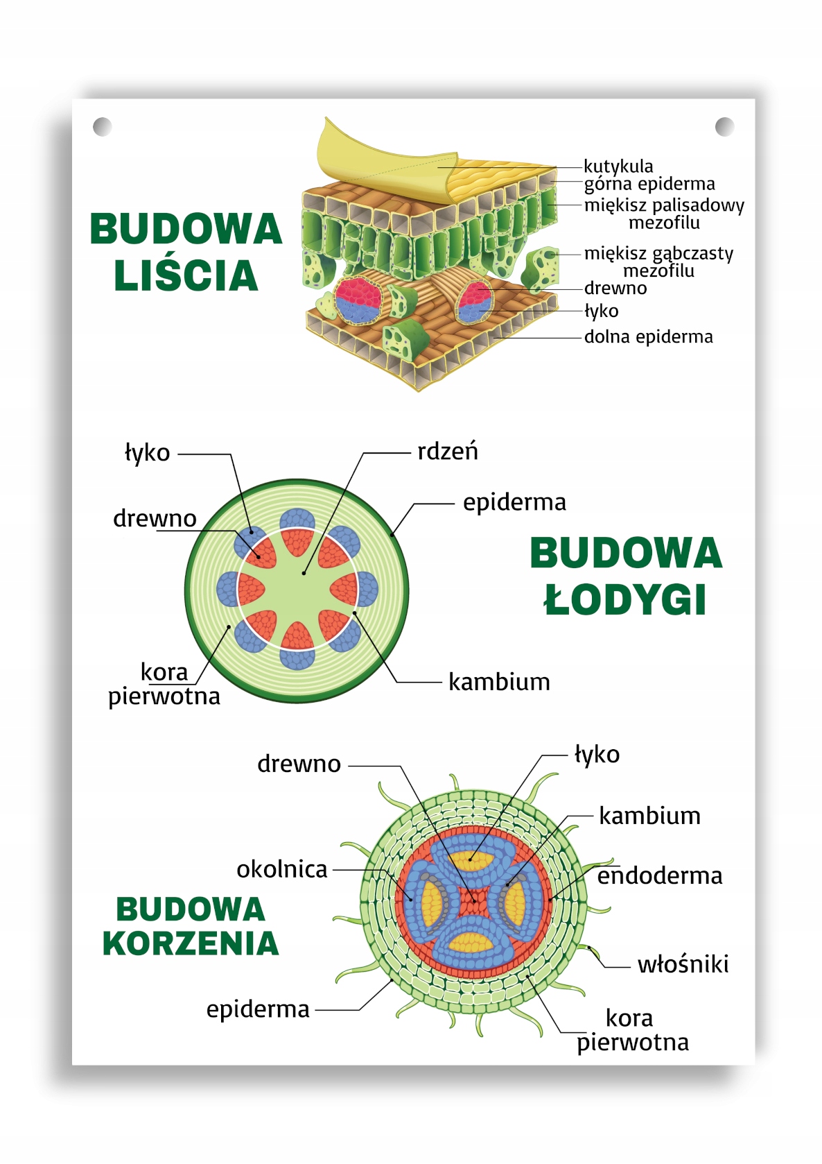 Budowa Liścia Klasa 5 Tablica edukacyjna budowa liścia łodygi korzeń A4 12432420866 - Allegro.pl