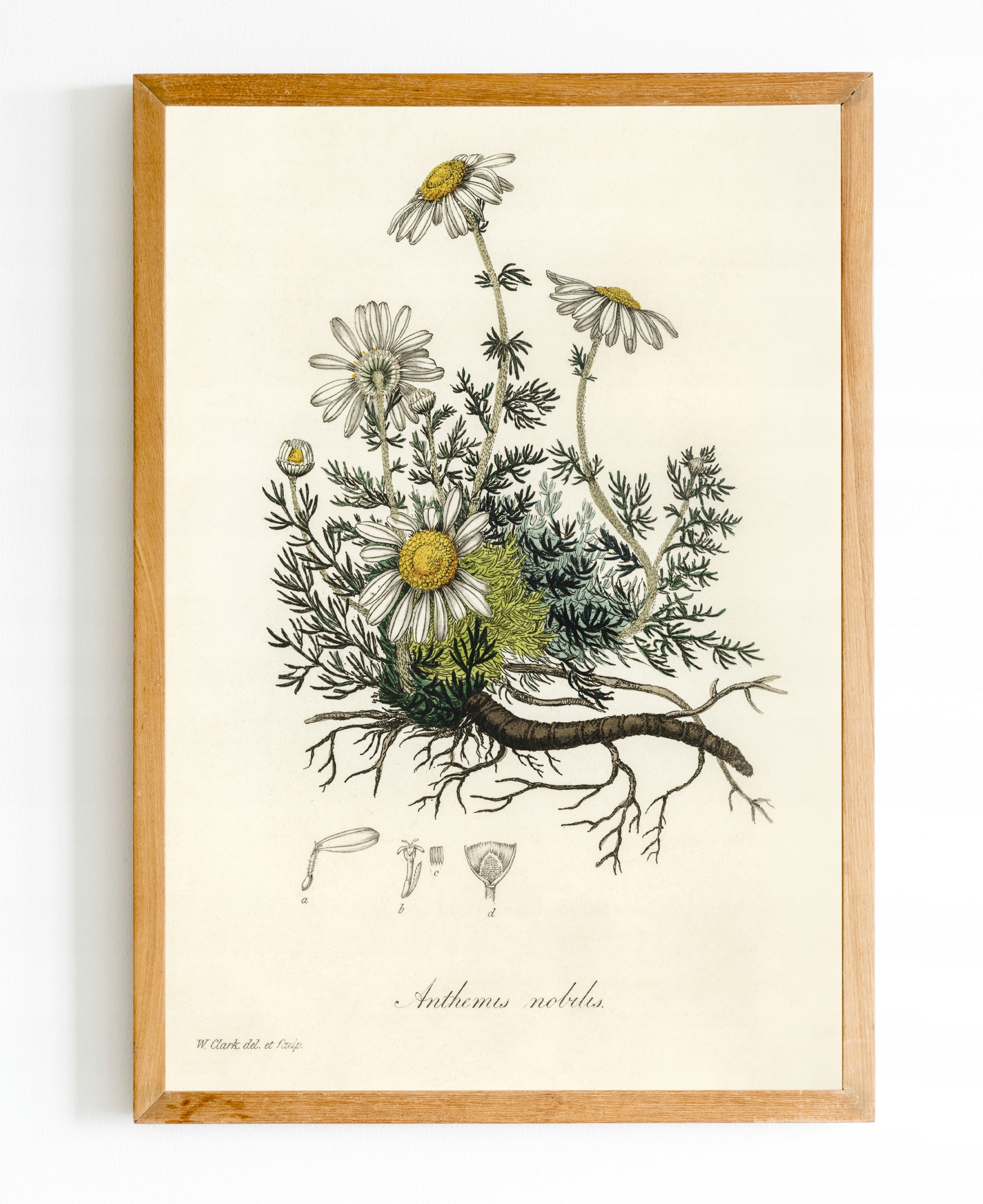 

Obraz plakat Botanik Botanical Rośliny A4 #bn10