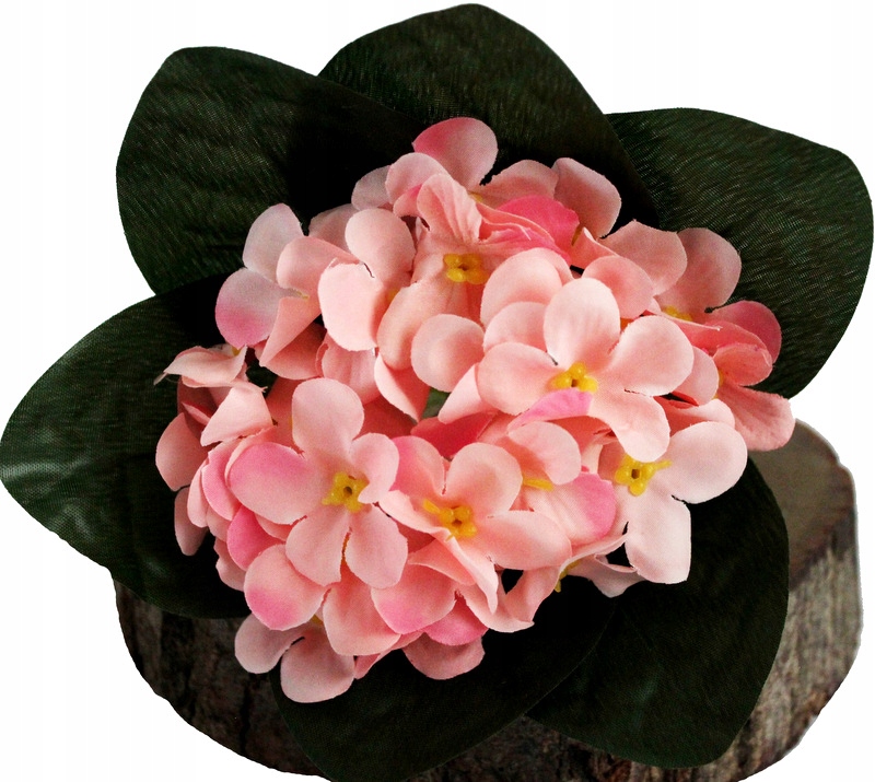 

Primula Prymula Prymulka Bukiecik Pudrowy Róż