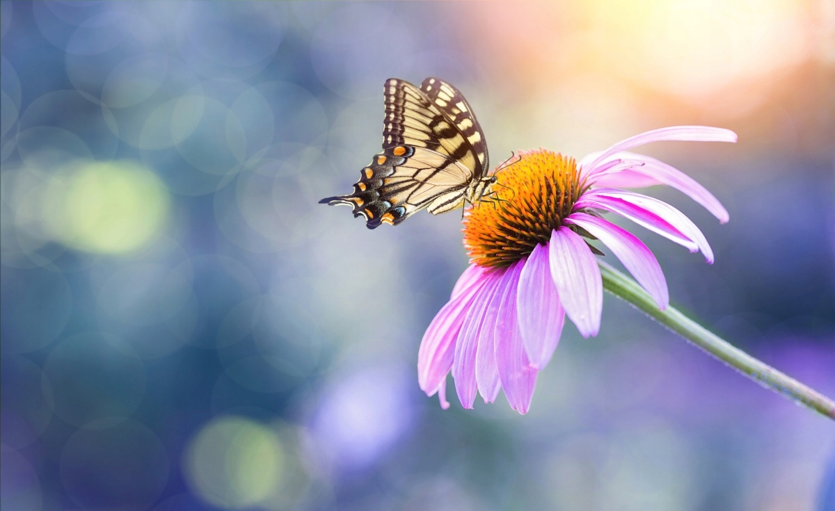 

Tapeta flizelinowa Echinacea Motyl 416x254