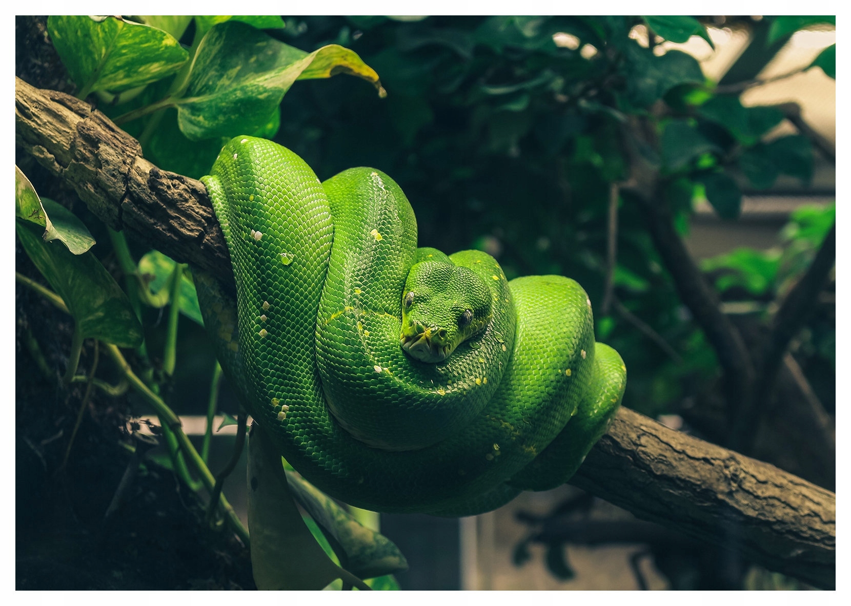 Fototapeta Zelený had Pyton v tropickom lese vinylová 208x146 lepidlo