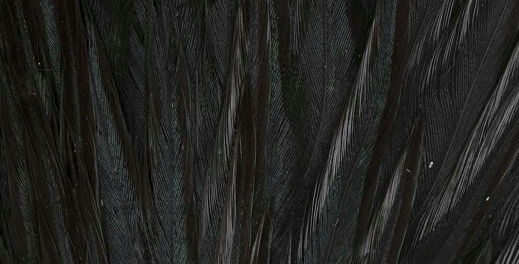 COCK SADDLE Black