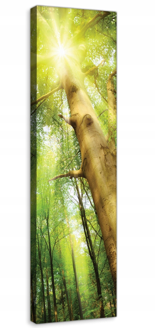 Obraz Na Plátně Canvas 45x145 Les Stromy Slunce