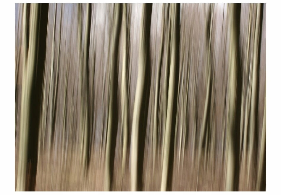 

Fototapeta - Forest - 400X309