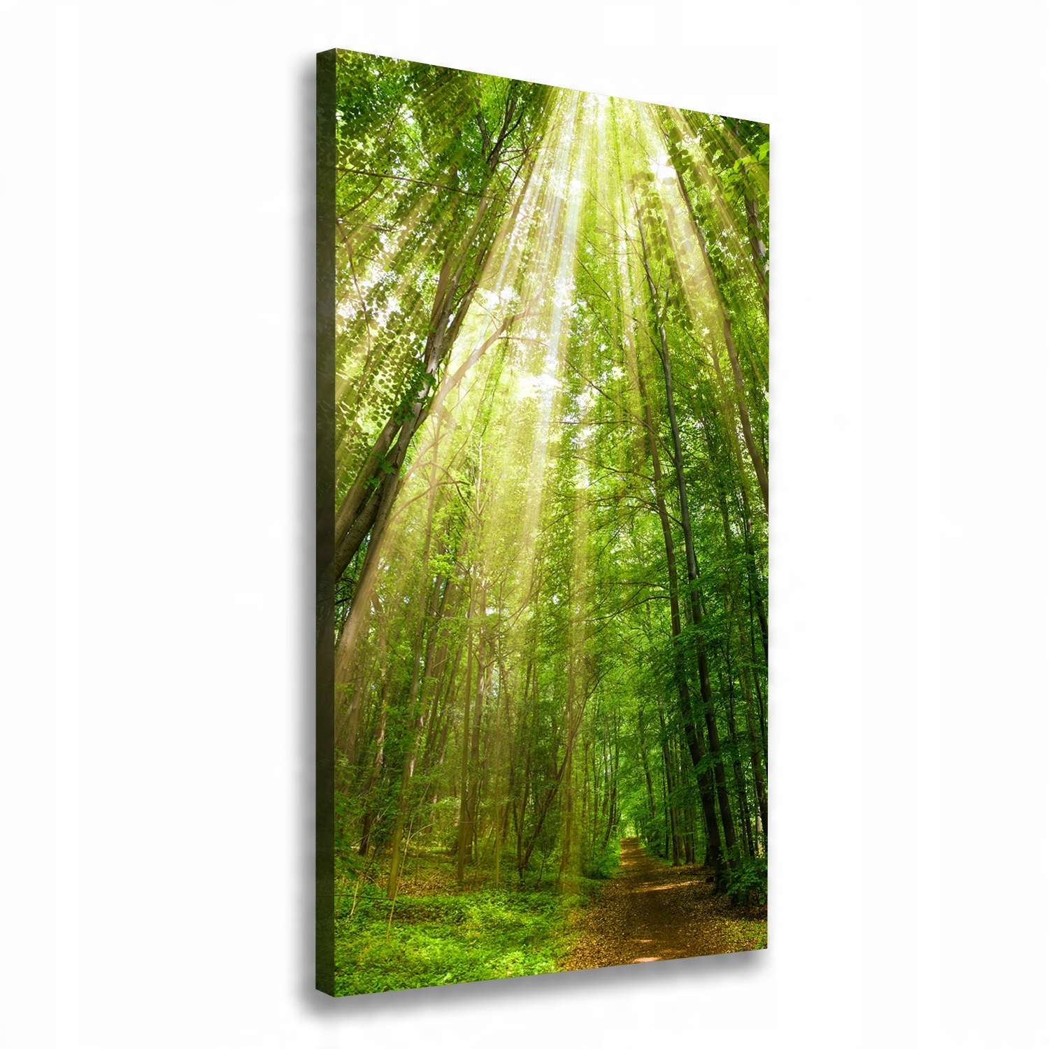 

Foto obraz na płótnie Ścieżka w lesie 70x140 cm