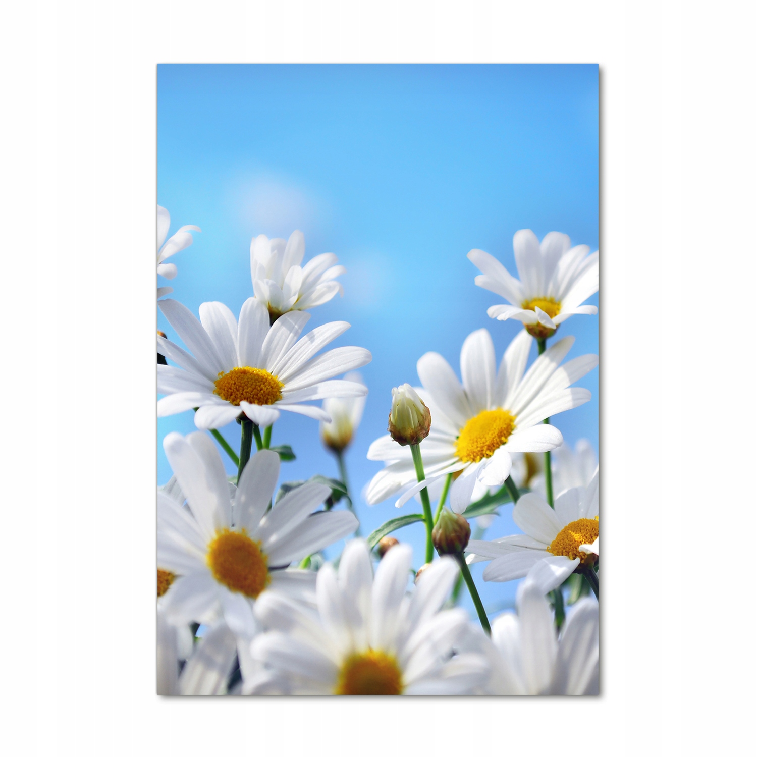 

Foto obraz szkło hartowane Stokrotki 70x100 cm