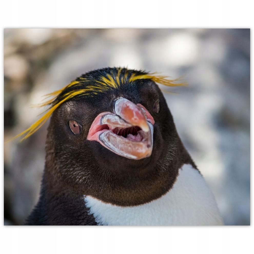 

Plakat 50x40 Zwierzęta Zwierzątka