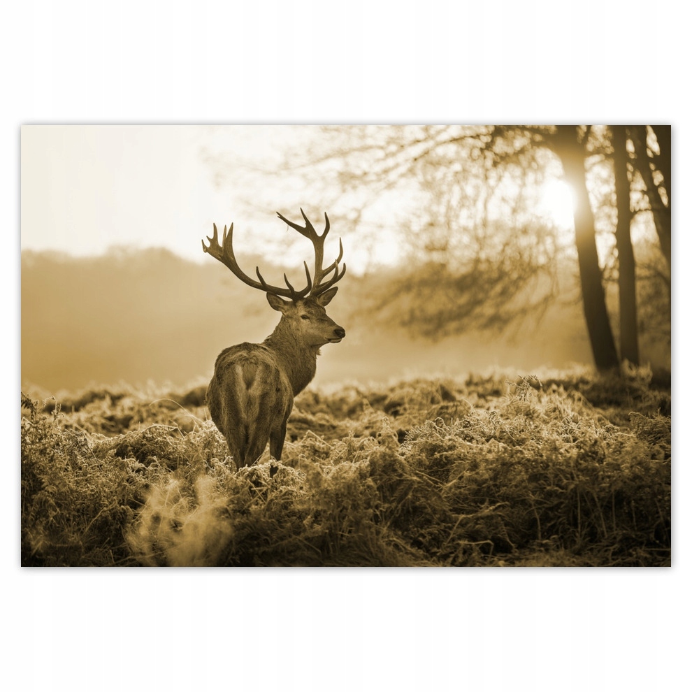 

Fototapety flizelina 104x70 Jeleń w lesie