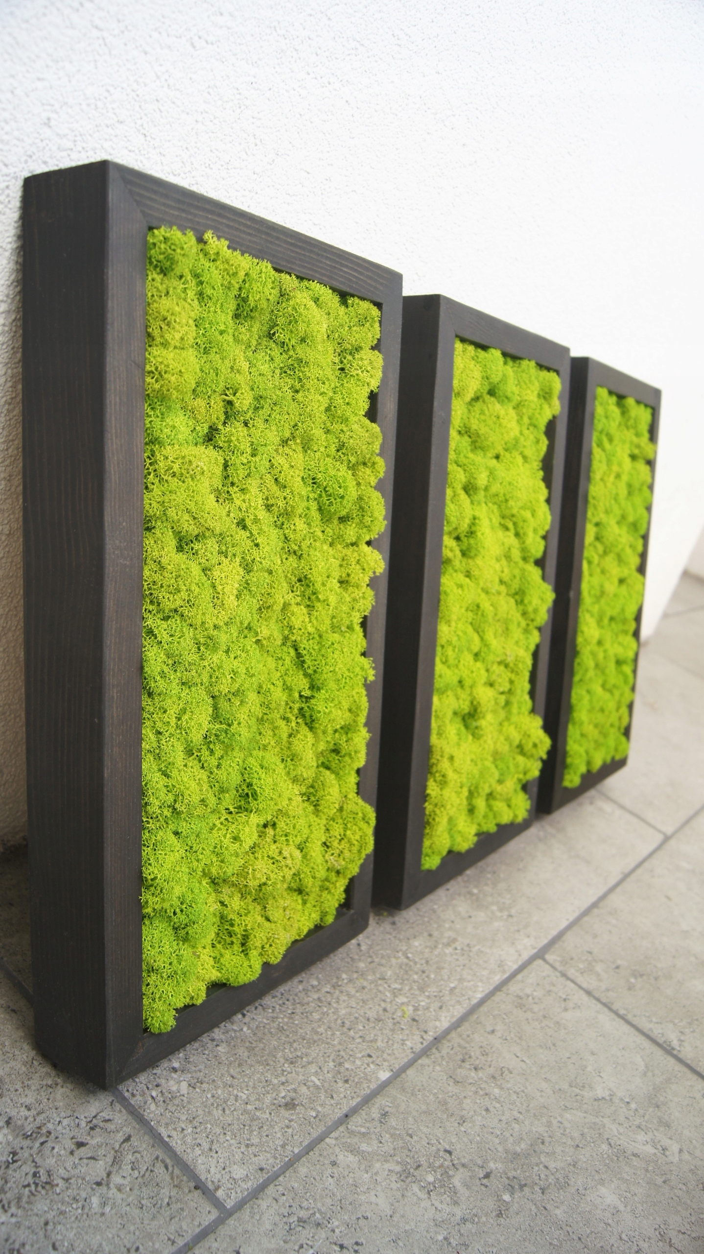 Obrazy 3 trzy ramy mech chrobotek 20/37cm Marka inna