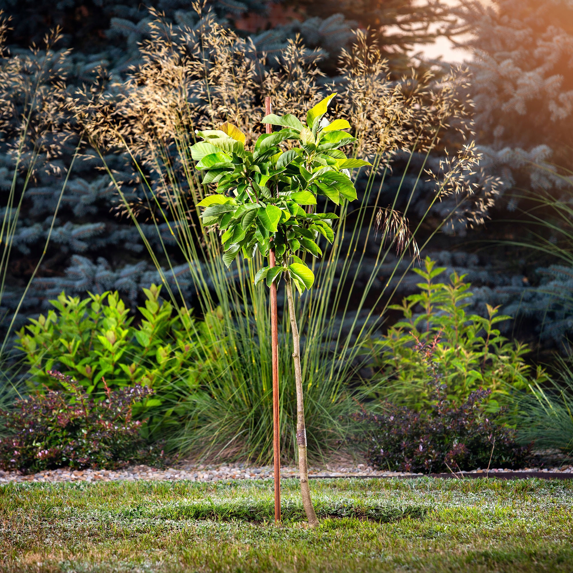 PODPORA DO ROŚLIN KWIATÓW PALIK IMPREGNOWANY 10szt Producent Kadax